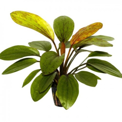 Эхинодорус Розе в горшочке